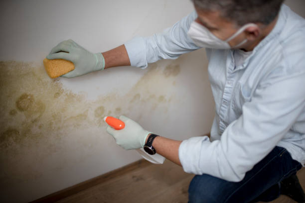 Best Crawl Space Mold Remediation in Yaphank, NY