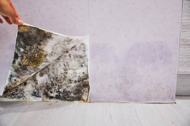 Best Bathroom Mold Remediation in Yaphank, NY